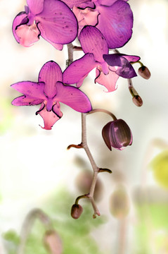 水墨蘭花