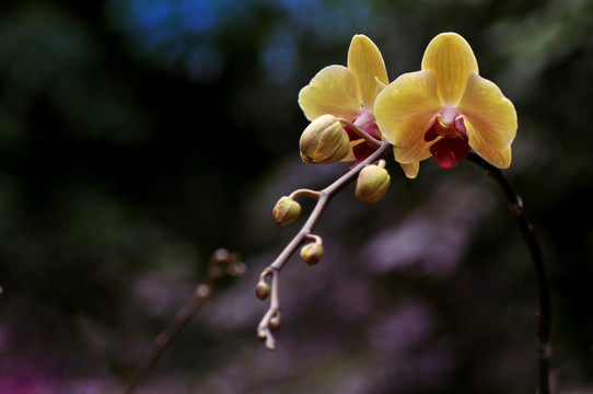 蘭花