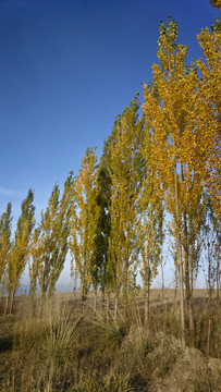樹(shù)林