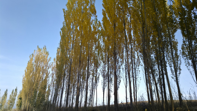 樹(shù)林