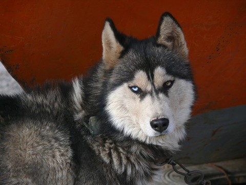 名犬哈士奇