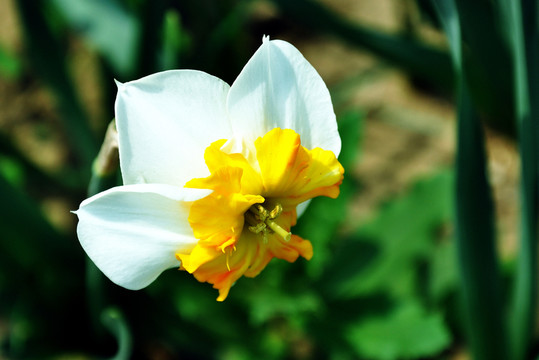 水仙花