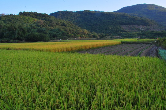 田園風(fēng)光 農(nóng)田 家園