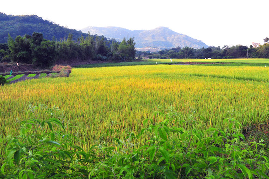 田園風(fēng)光 農(nóng)田 家園
