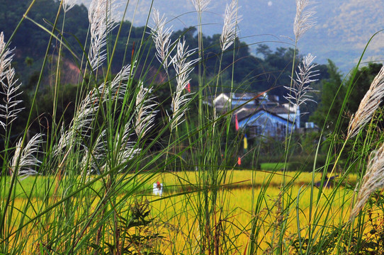 田園風(fēng)光 農(nóng)田 家園