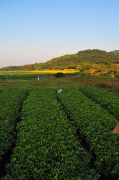 田園風光 農(nóng)田