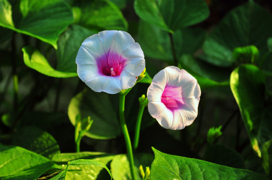 田園風光 地瓜花