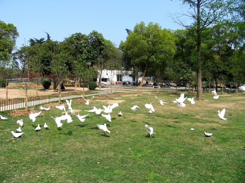 武漢 洪山公園