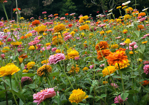 花園