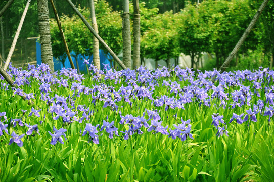 鳶尾花
