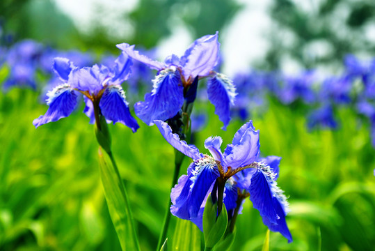 鳶尾花