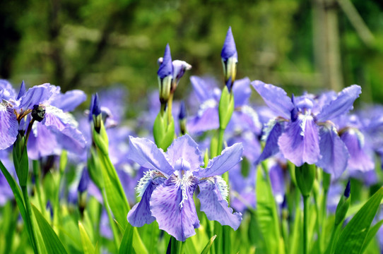 鳶尾花