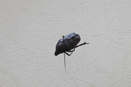 昆蟲標(biāo)本
