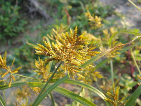三楞草