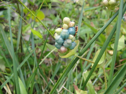 小花草