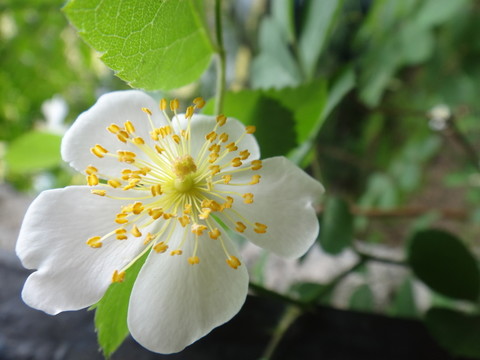 白色薔薇