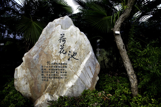 荷花池