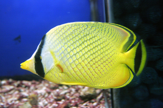 熱帶魚類 小丑炮彈