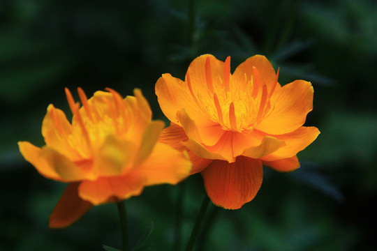 金蓮花