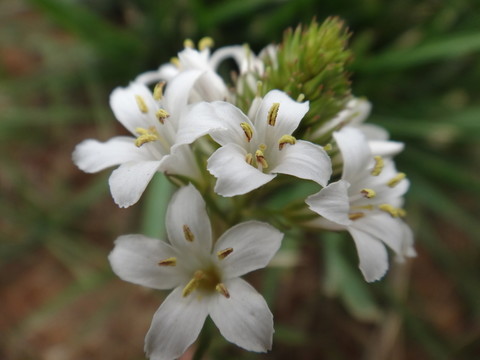 野草花
