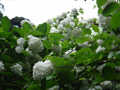 枝頭俏