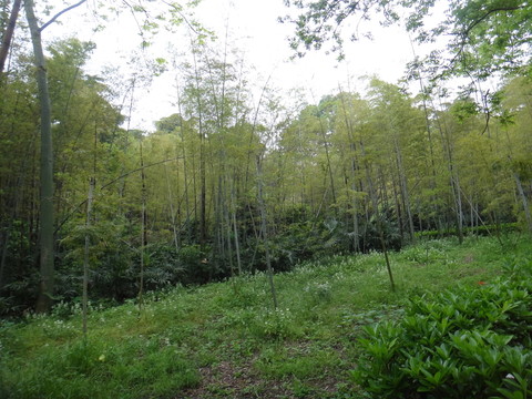 竹林