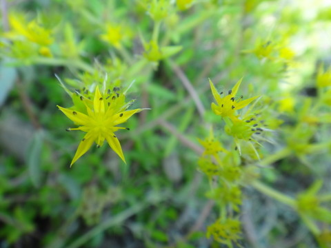 星星草