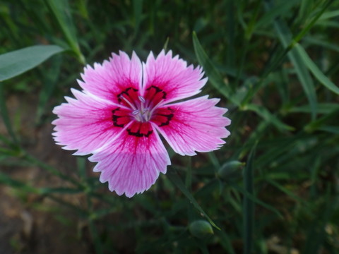石竹花