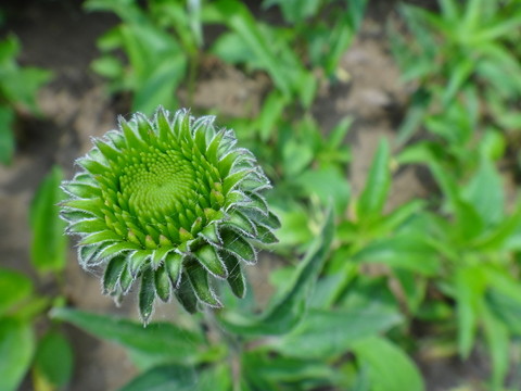 蒲普高