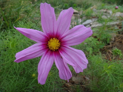 秋英花