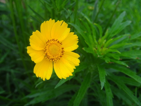 黃花草