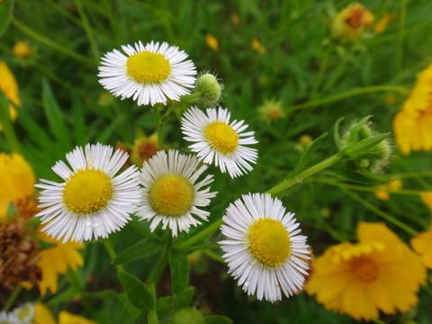 小蓬草花