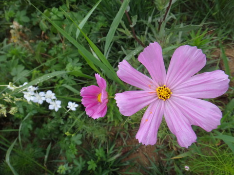石惜花