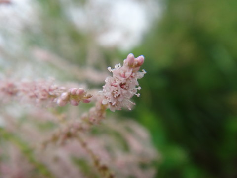 細碎柳花