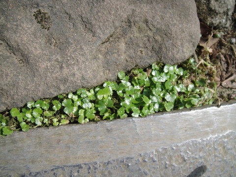 石隙