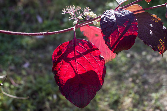 紅葉