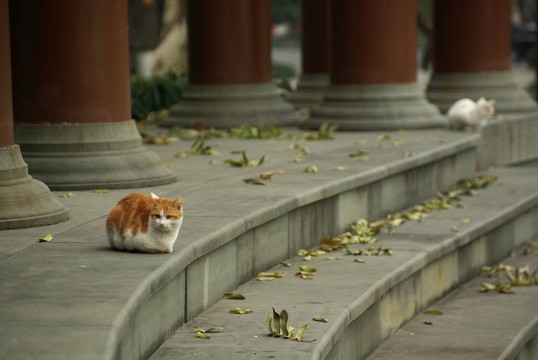小貓