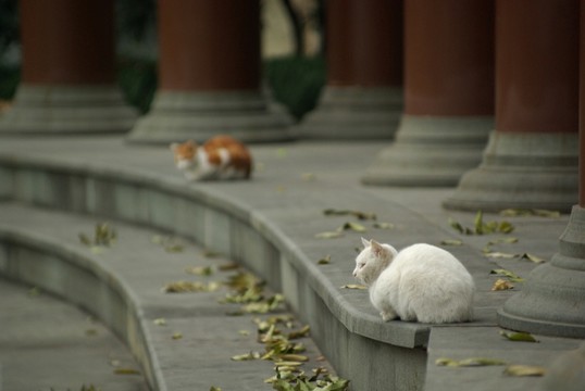 小貓