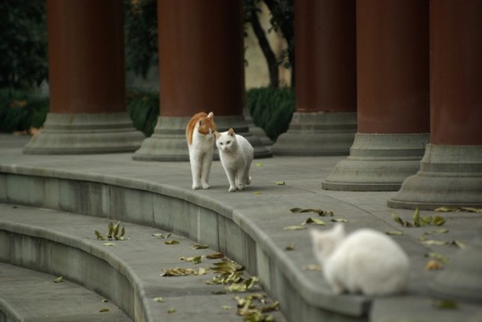 小貓