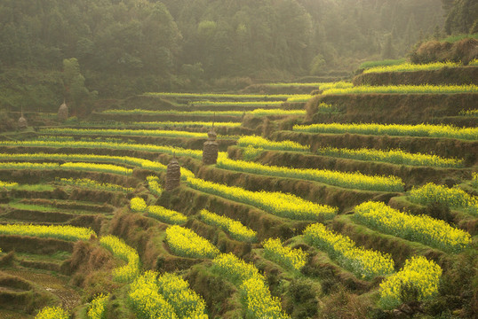 油菜花