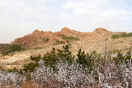 內(nèi)蒙古赤峰 紅山鮮花盛開(kāi)