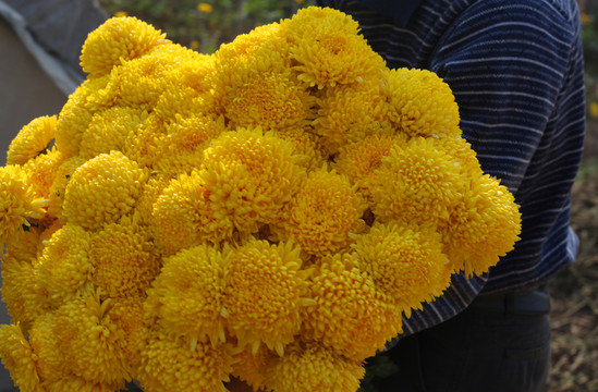菊花