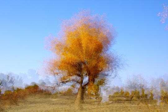 幻影胡楊