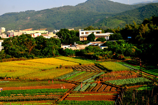 田園風光 農(nóng)田