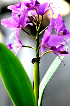 山花