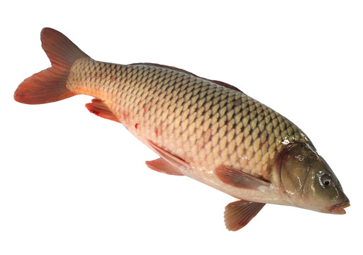 鯉魚