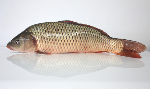 鯉魚