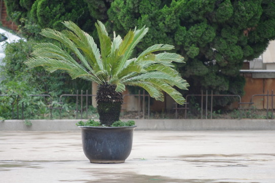 盆栽景觀