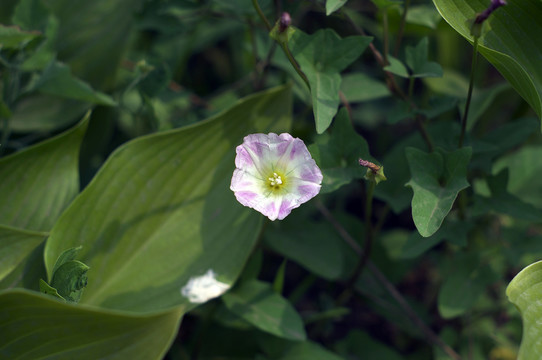 牽牛花
