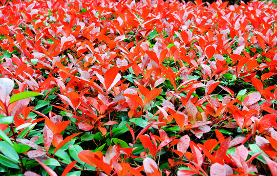 紅樹葉